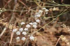 Pimpinella wallichiana